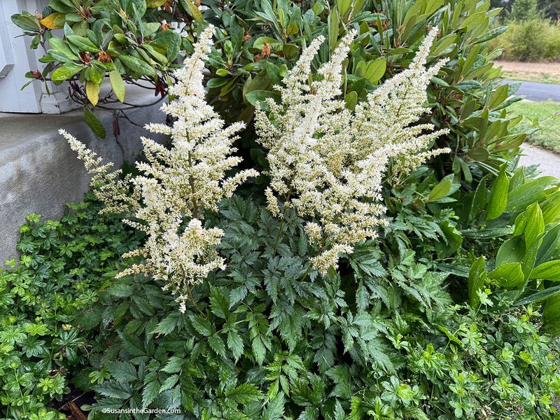 Layer Plants For Visual Interest And Depth