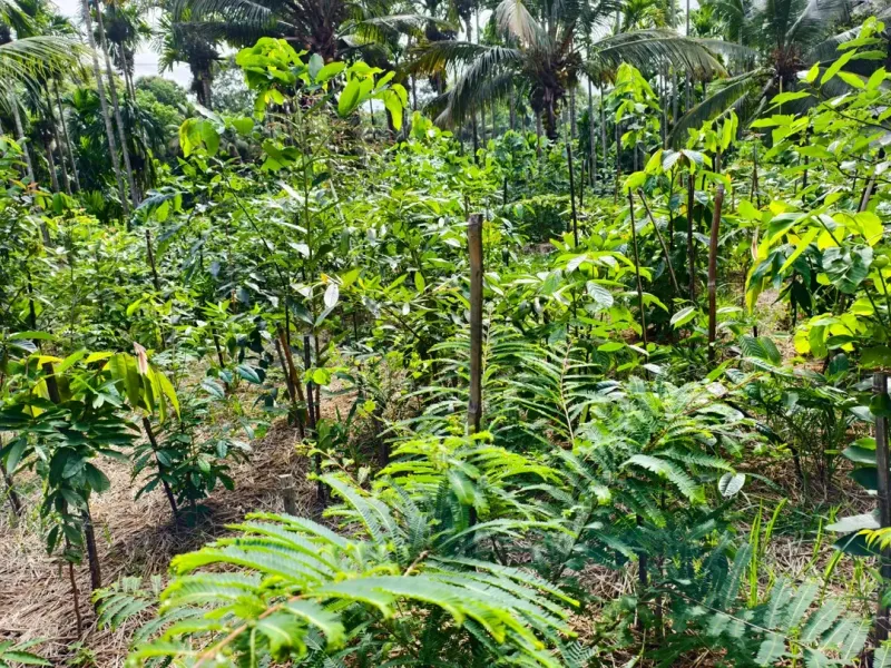 Use the Miyawaki Method