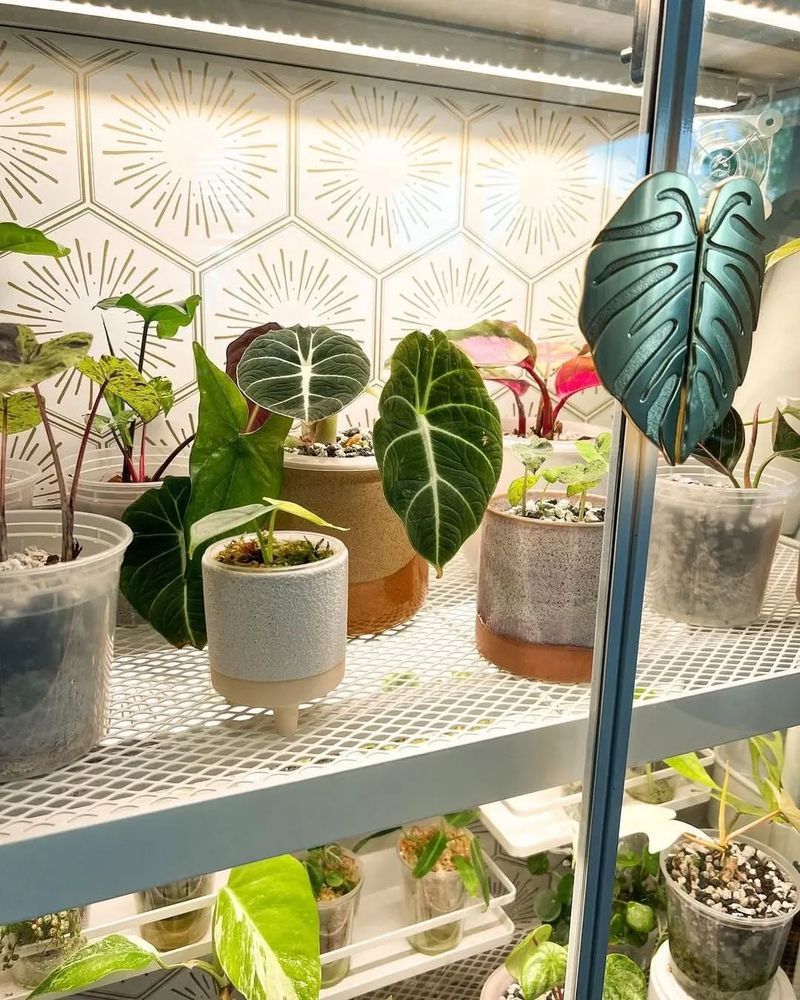 Monitor Humidity Levels With An Accurate Hygrometer