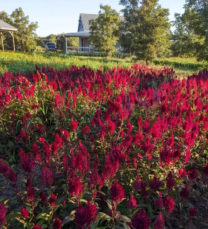 Plan Red Flower Beds For Year Round Interest
