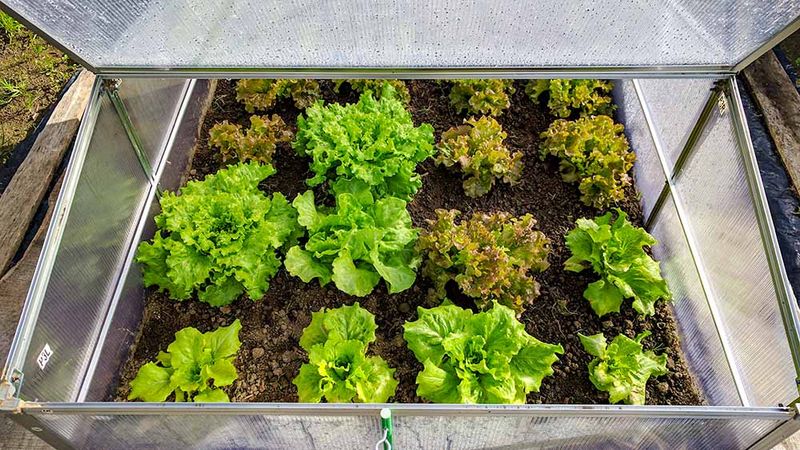 Maintain Proper Watering And Ventilation Throughout Winter Months