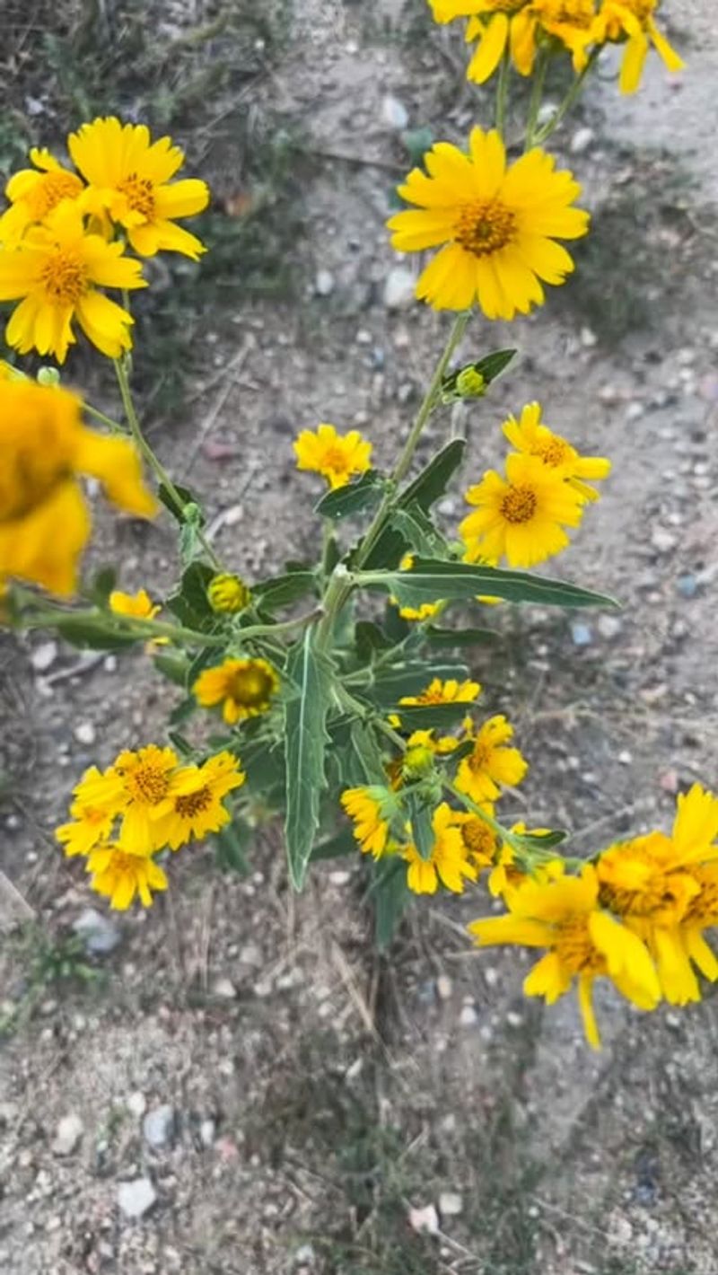 Plant Bulbs in Fall for Spring Color