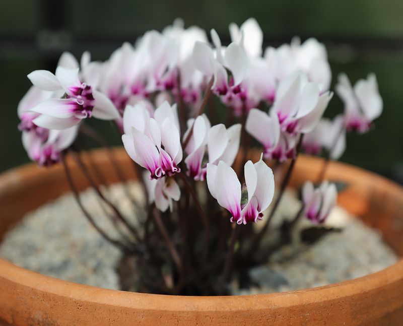 Master The Art Of Bottom Watering Technique