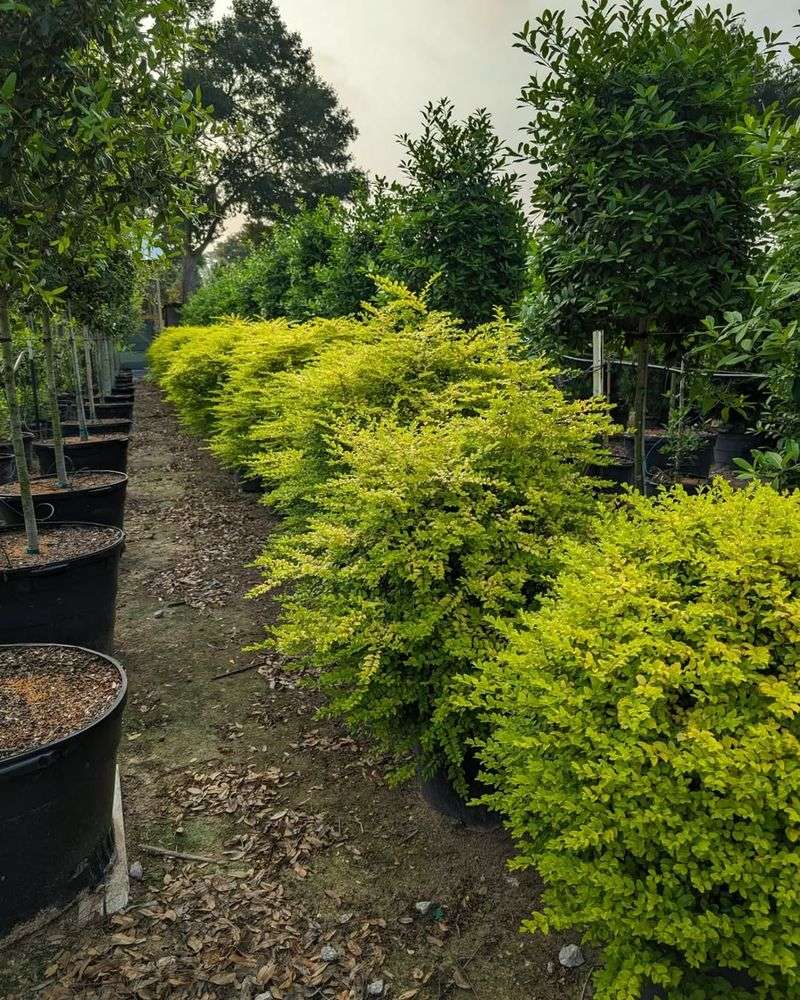 Select Cold-Hardy Evergreen Varieties