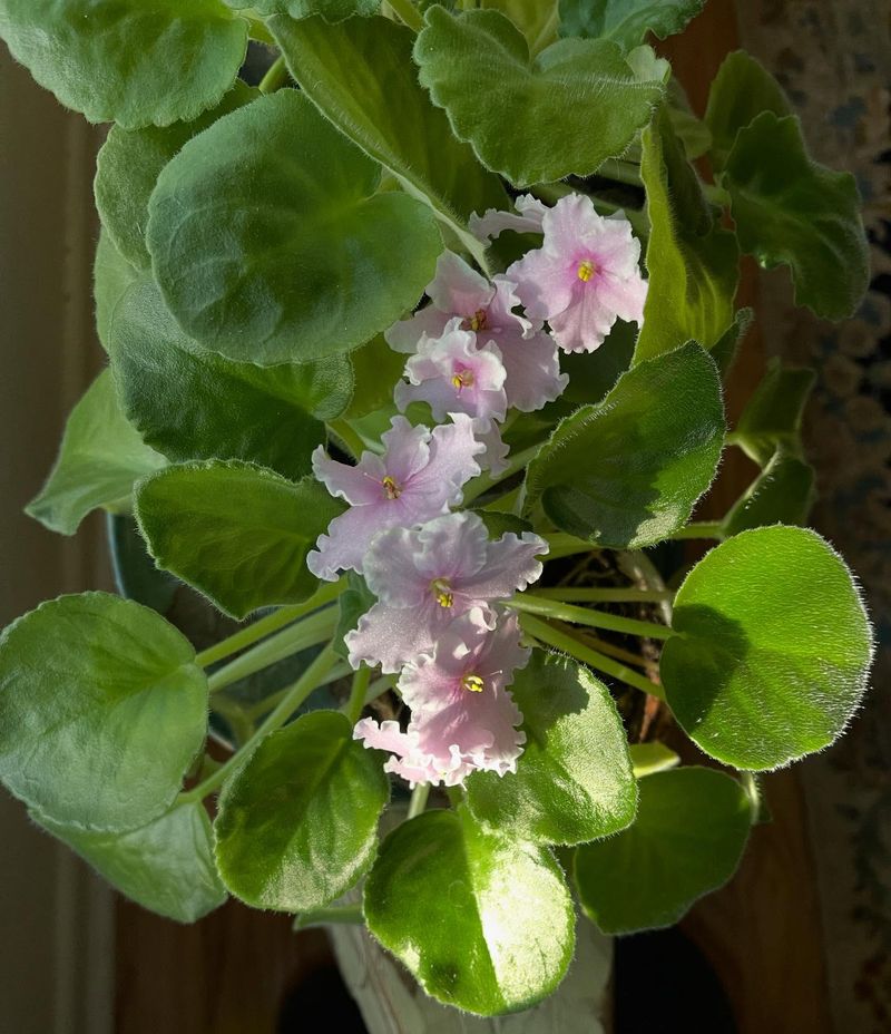 Remove Dead Flowers And Leaves