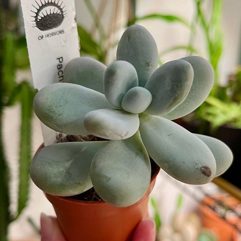 Watch For Common Winter Pests