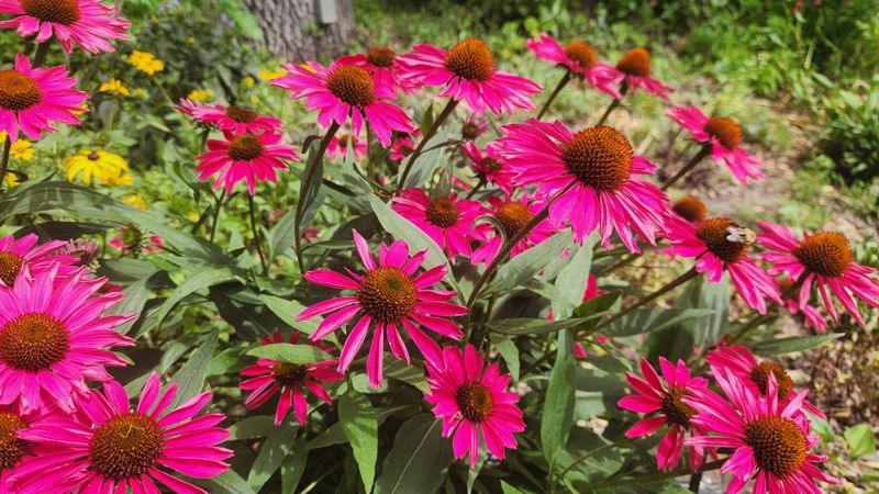 Improve Soil Drainage and Structure