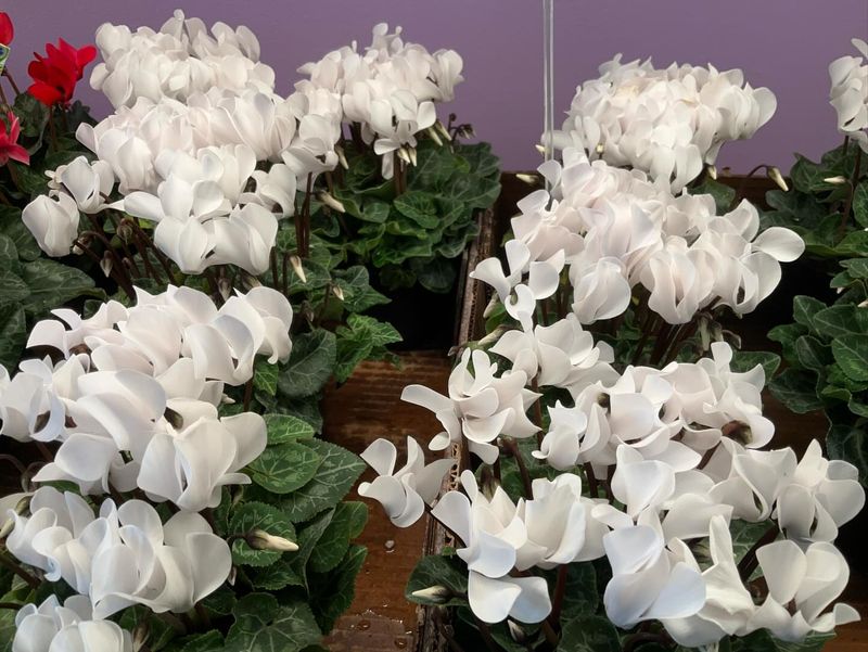 Water Carefully to Prevent Root Problems