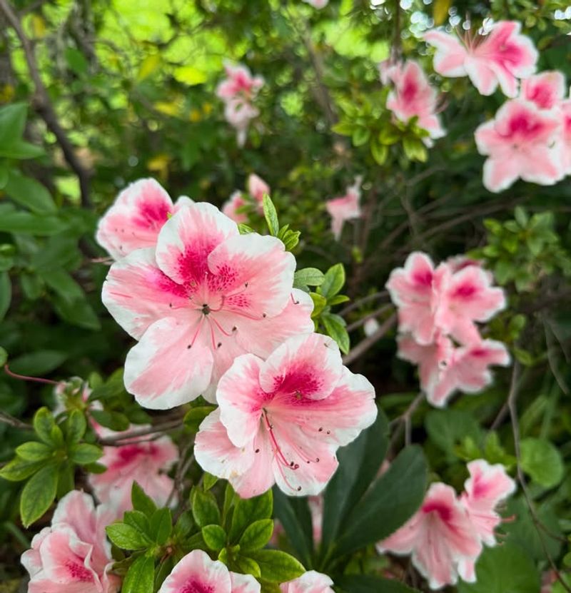 Planting For Year-Round Bloom And Structure