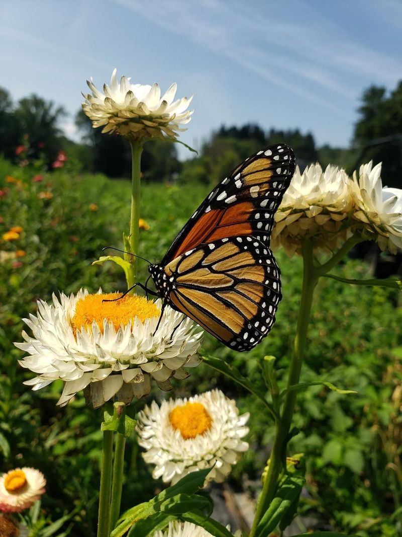 Letting Nature Handle Pest Control