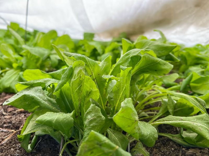 Strategic Timing Ensures Success