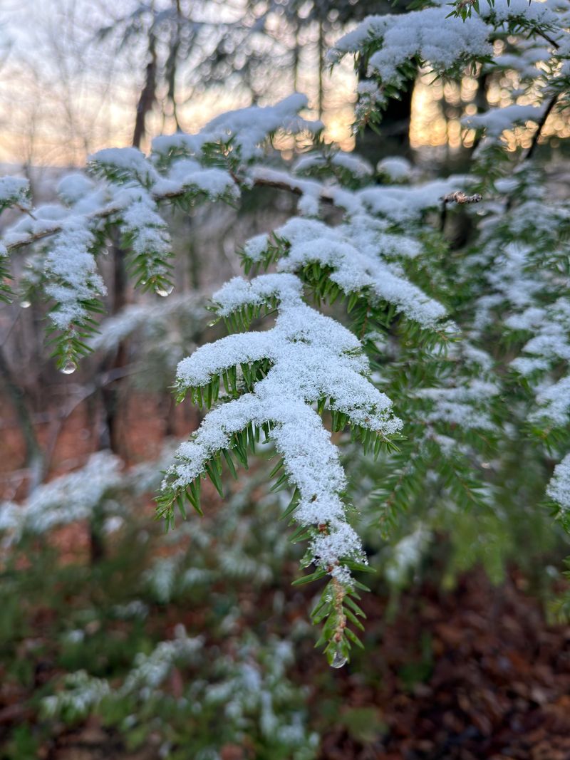 Neglecting To Protect Evergreens From Salt Spray