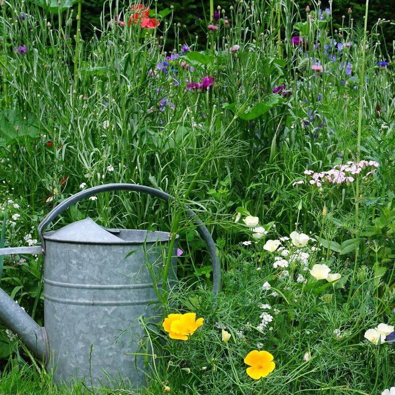 Native Plants Make Your Shelters More Attractive