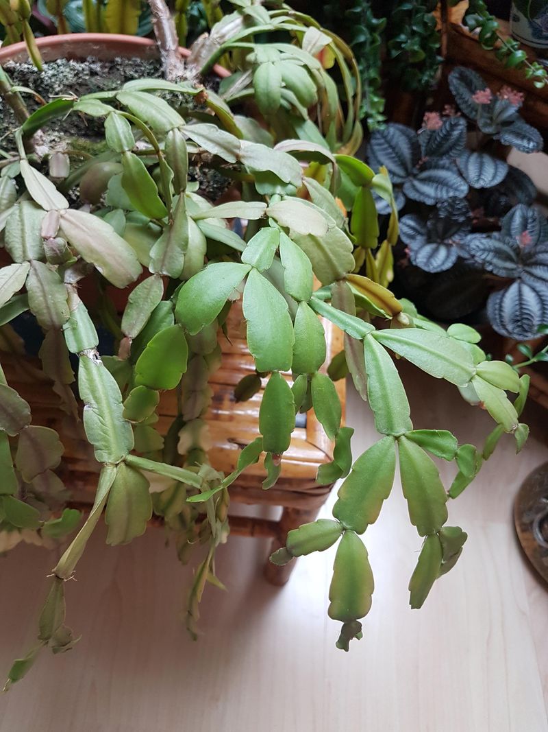 Creating A Humid Environment