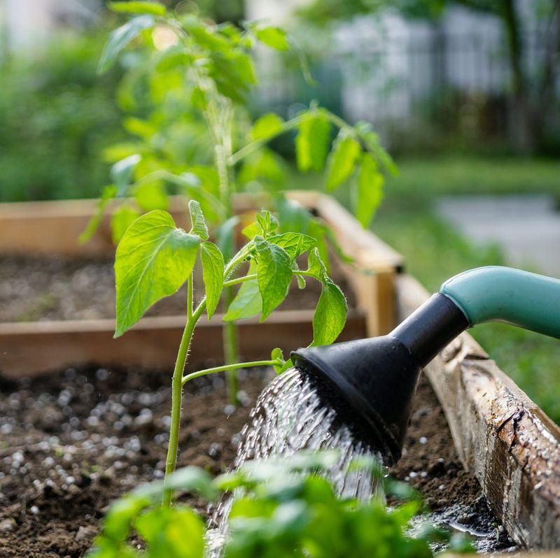 Watering Inconsistently Throughout The Growing Season
