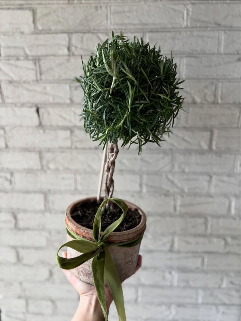 Rosemary Topiary