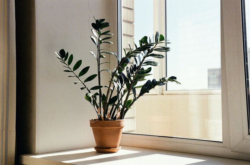 ZZ Plant