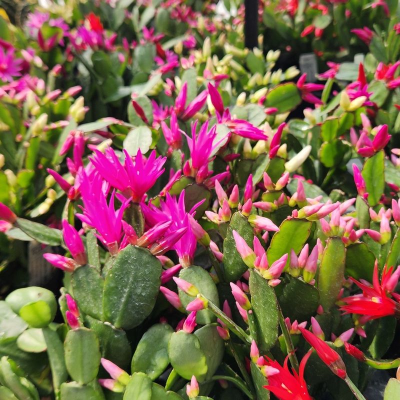 Easter Cactus Hatiora Gaertneri