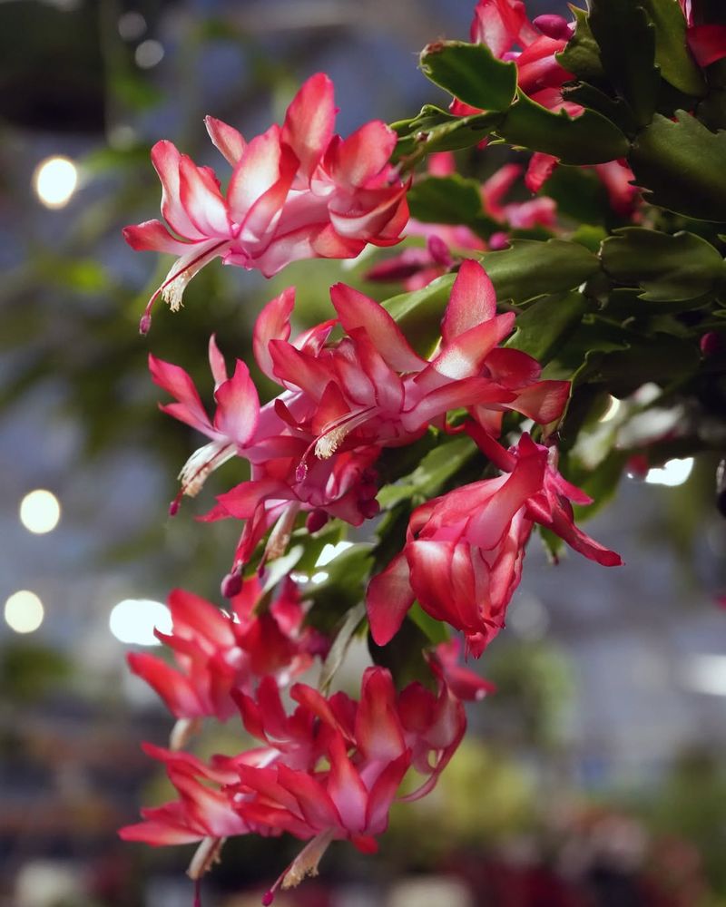 Schlumbergera Truncata Red Varieties