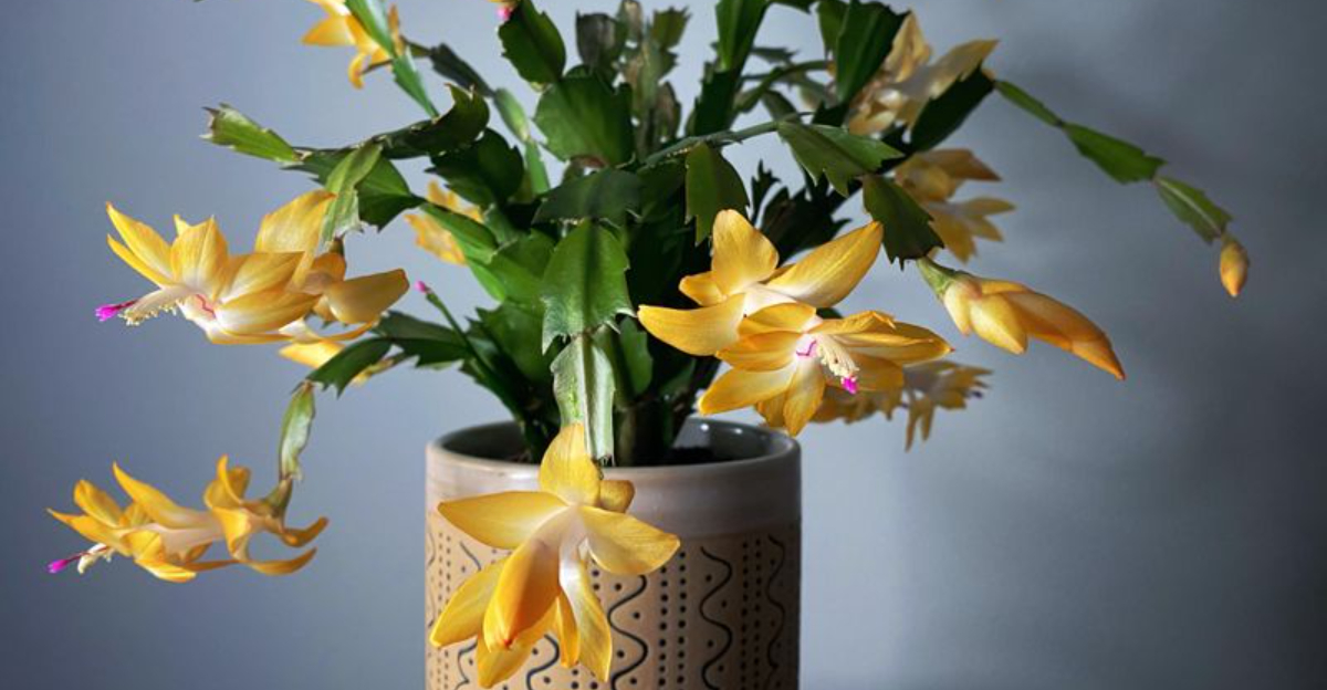 yellow christmas cactus