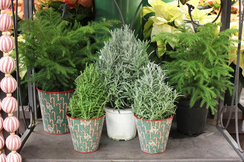 Rosemary Shaped into Topiaries