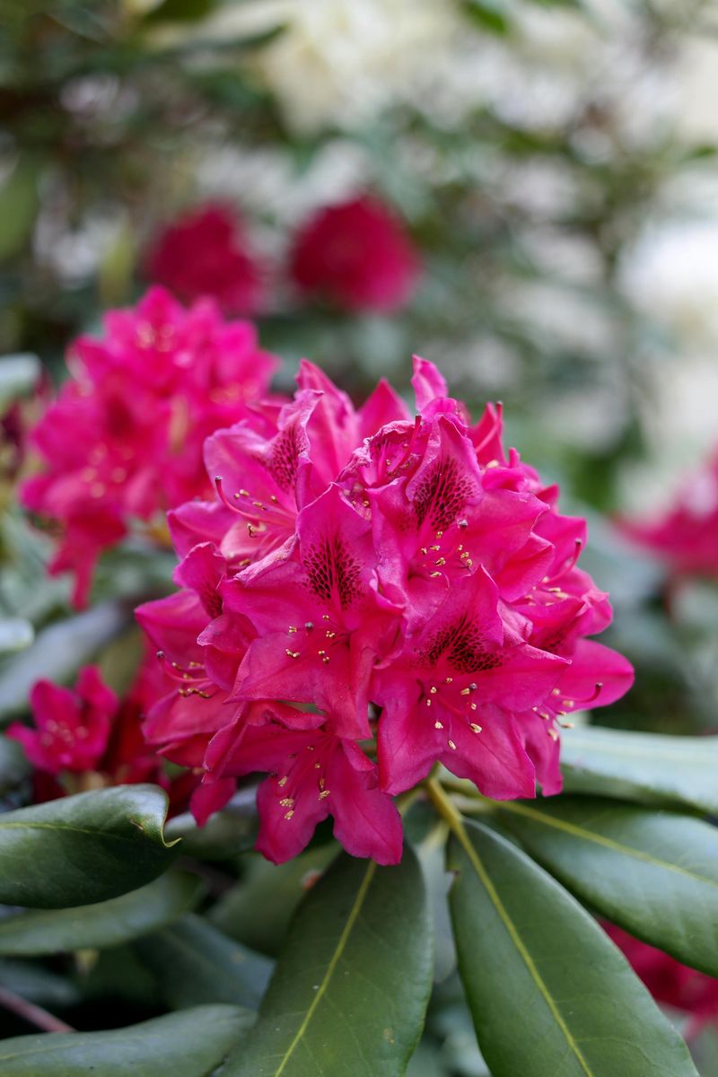 Rhododendron Delivers Bold Flowers And Substantial Evergreen Presence