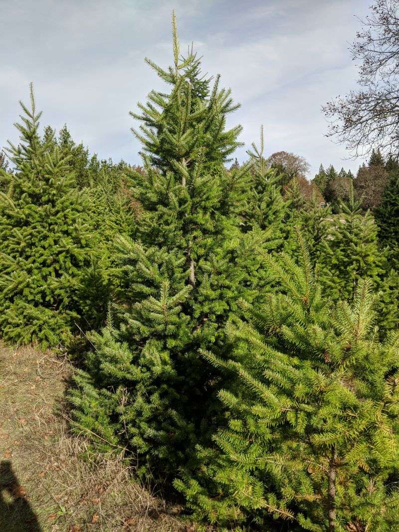 Mountain High Tree Farm - Santa Cruz Mountains