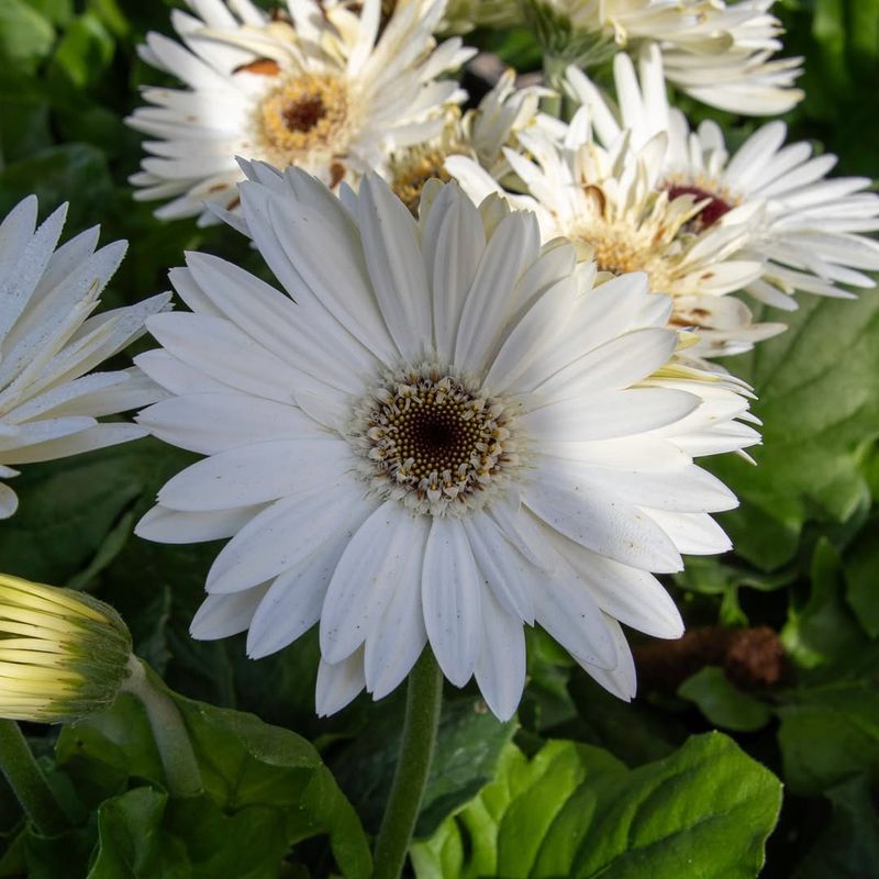 Gerbera Daisy