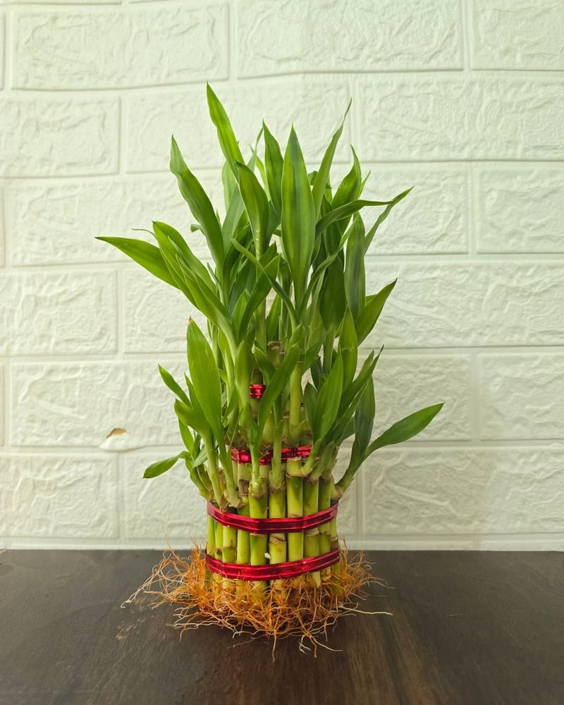 Lucky Bamboo