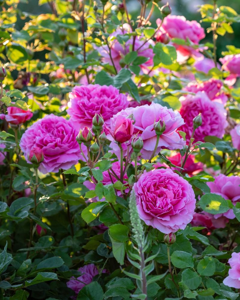 Roses Deliver Classic Fragrance With Elegance