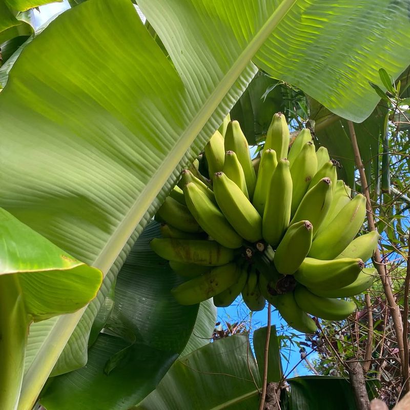 Banana Plants
