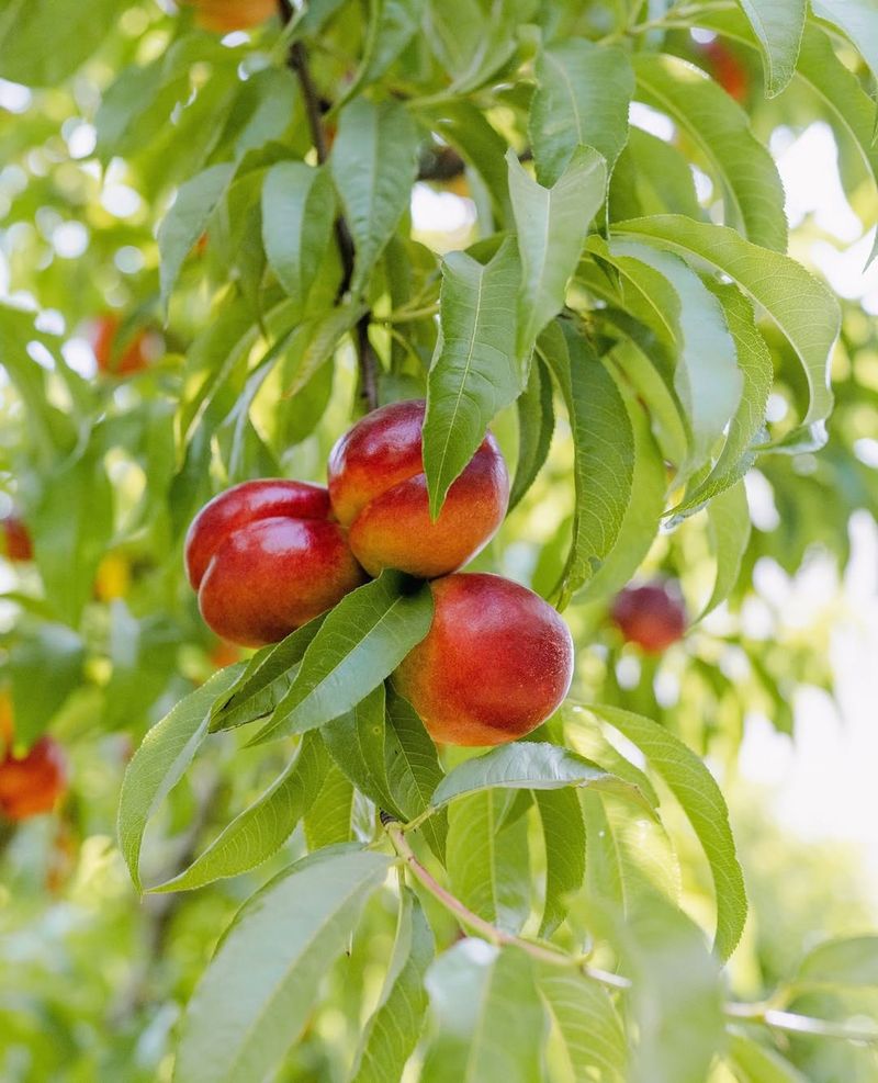 Nectarine Trees