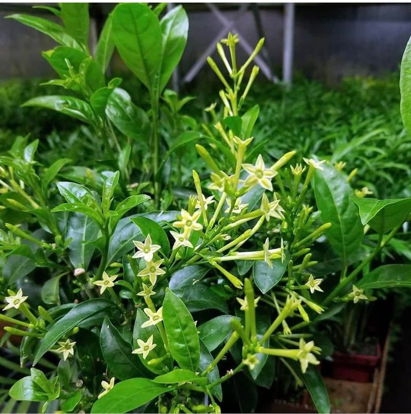 Night-Blooming Jasmine