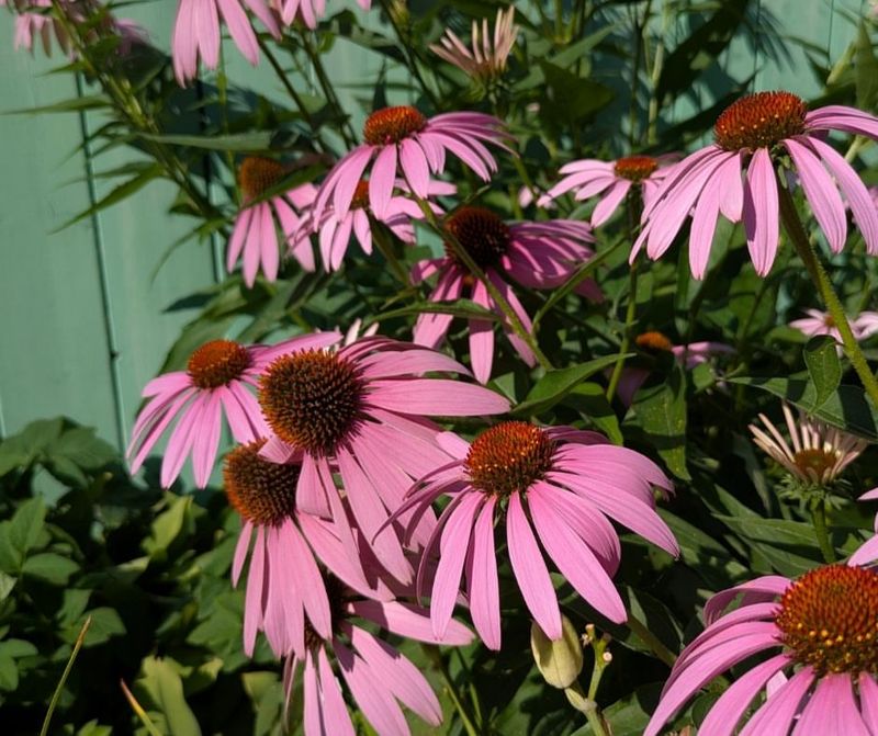 Pollinator Friendly Pink Blooms