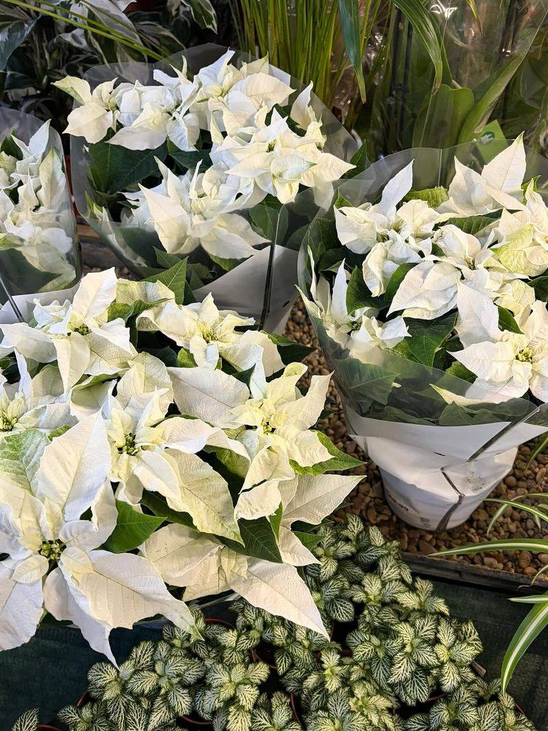 Pure White Poinsettias