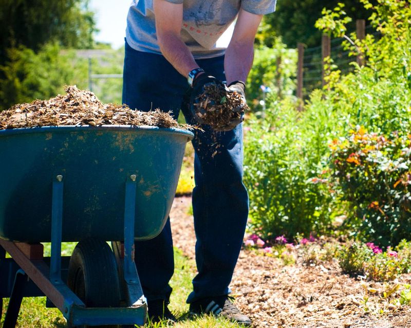 Mulch Around Trees And Perennial Plants