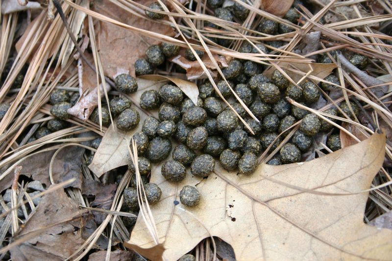 Small, Round Droppings Scattered Near Plants