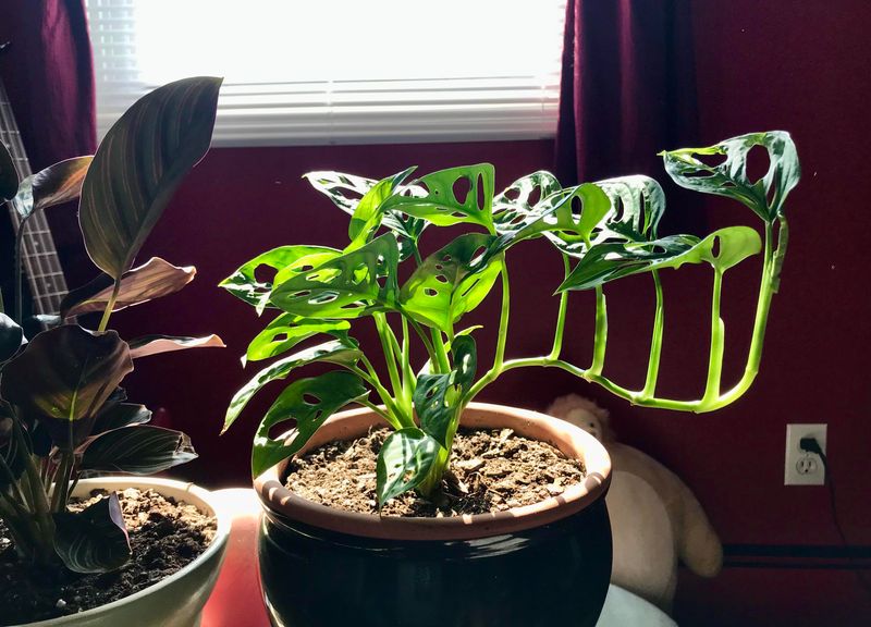 Rotate Plants For Even Growth