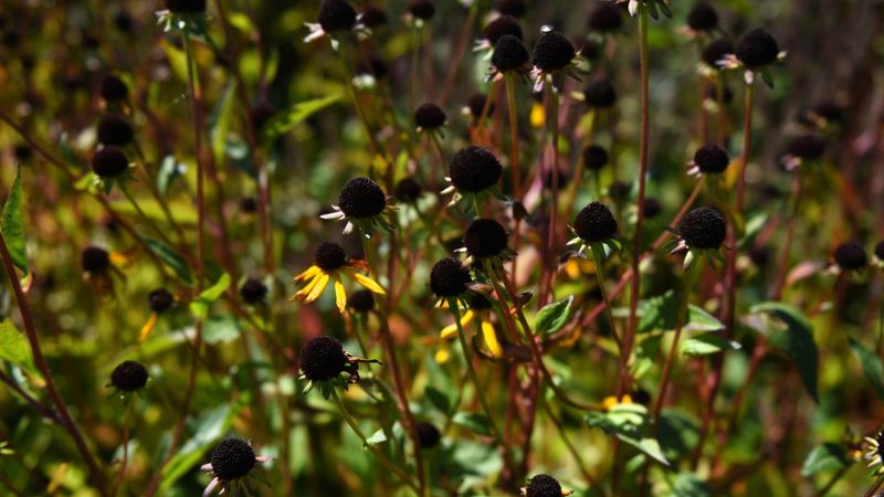 Leave Healthy Perennials And Seed Heads Standing