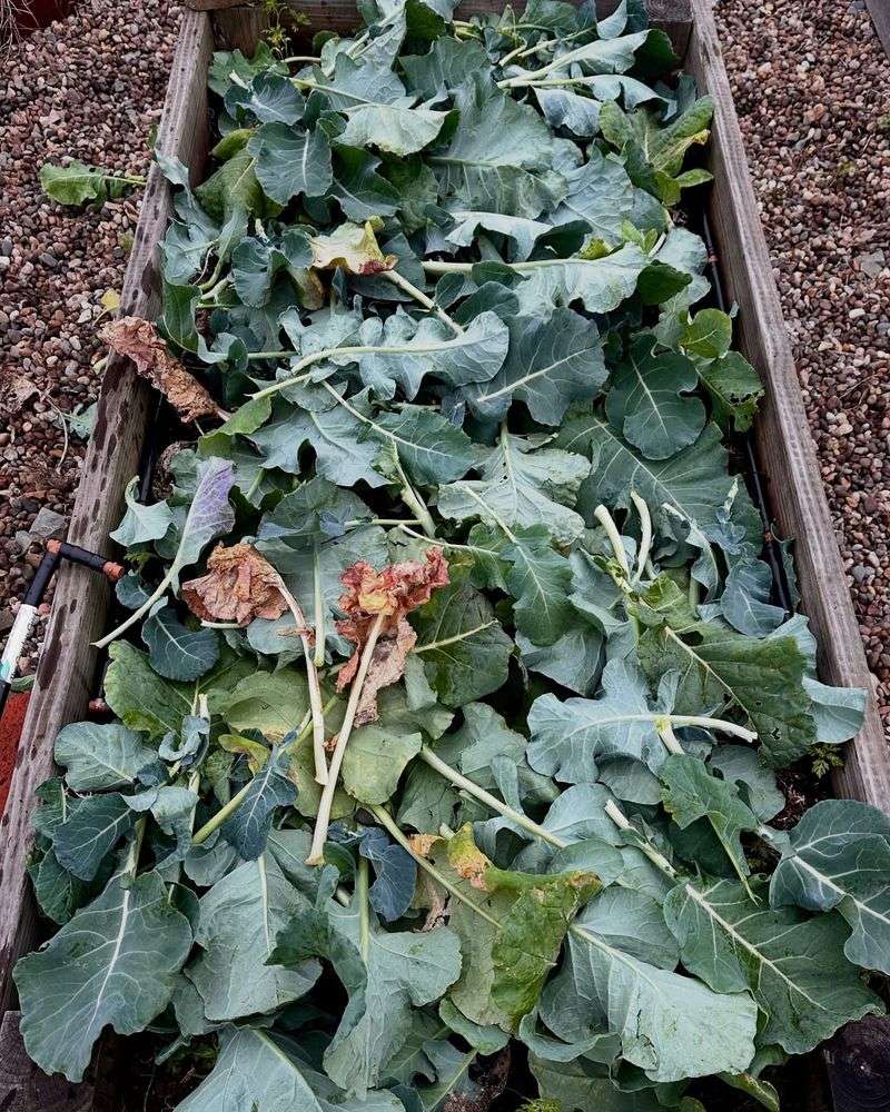 Winterize Garden Beds With Proper Mulching