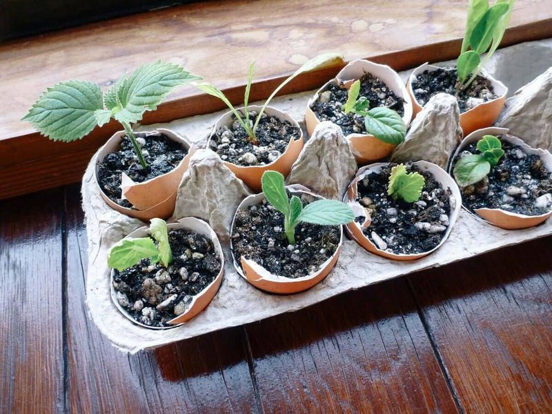 Start Seeds Indoors