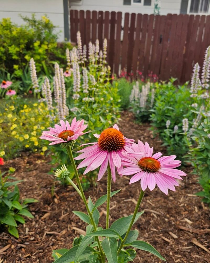 Apply A Layer Of Organic Mulch