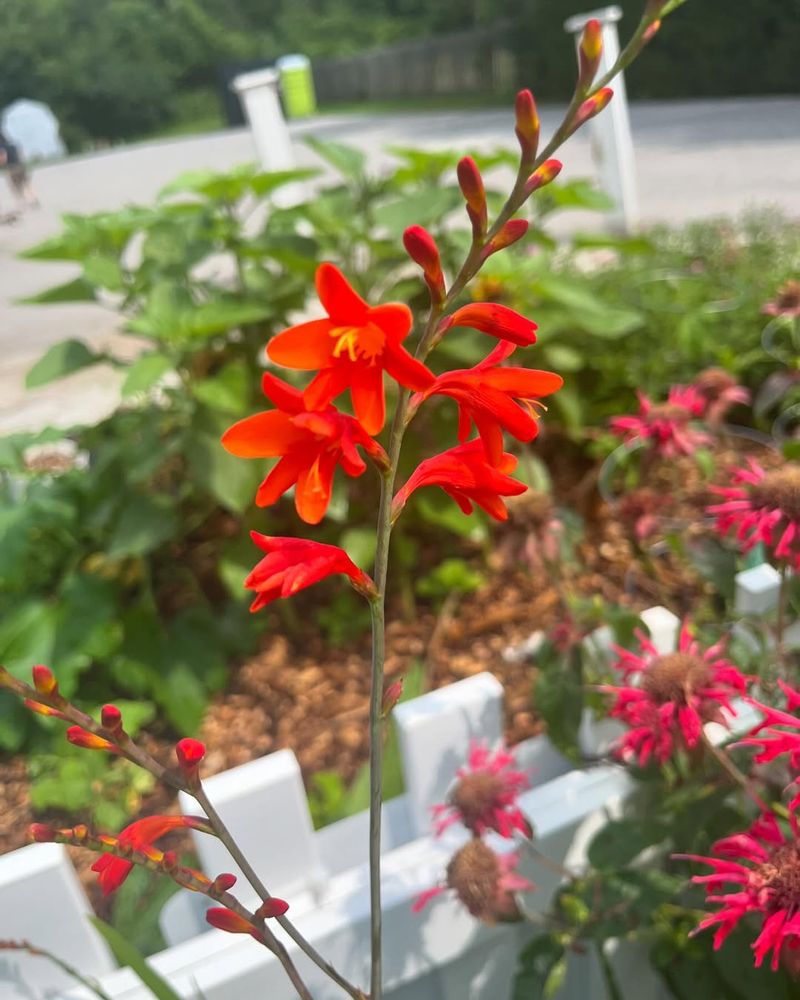 Crocosmia