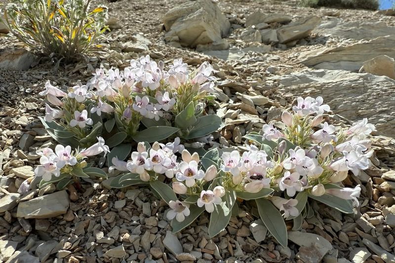Plants That Thrive In Rocky Montana Soil