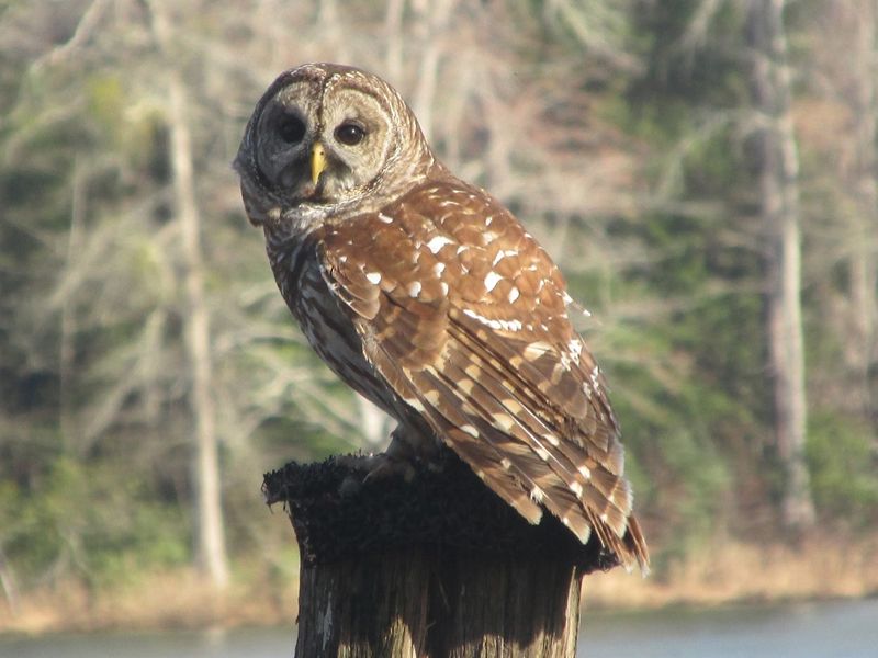 Water Sources In Yards Attract Diverse Wildlife