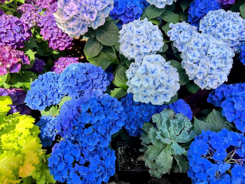 Aluminum Availability Determines Blue Coloring