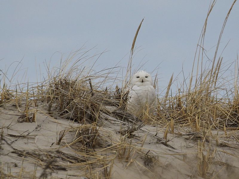 Public Attention Can Stress The Birds