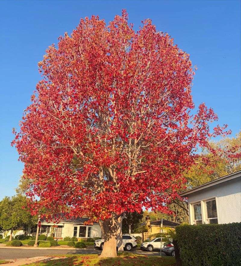 Seasonal Color Changes And Visual Interest