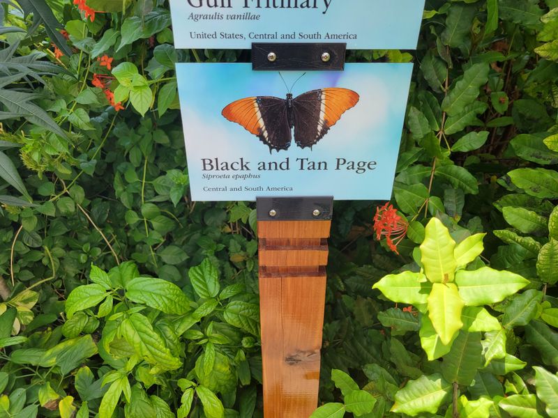 Chrysalis Emergence Viewing Window