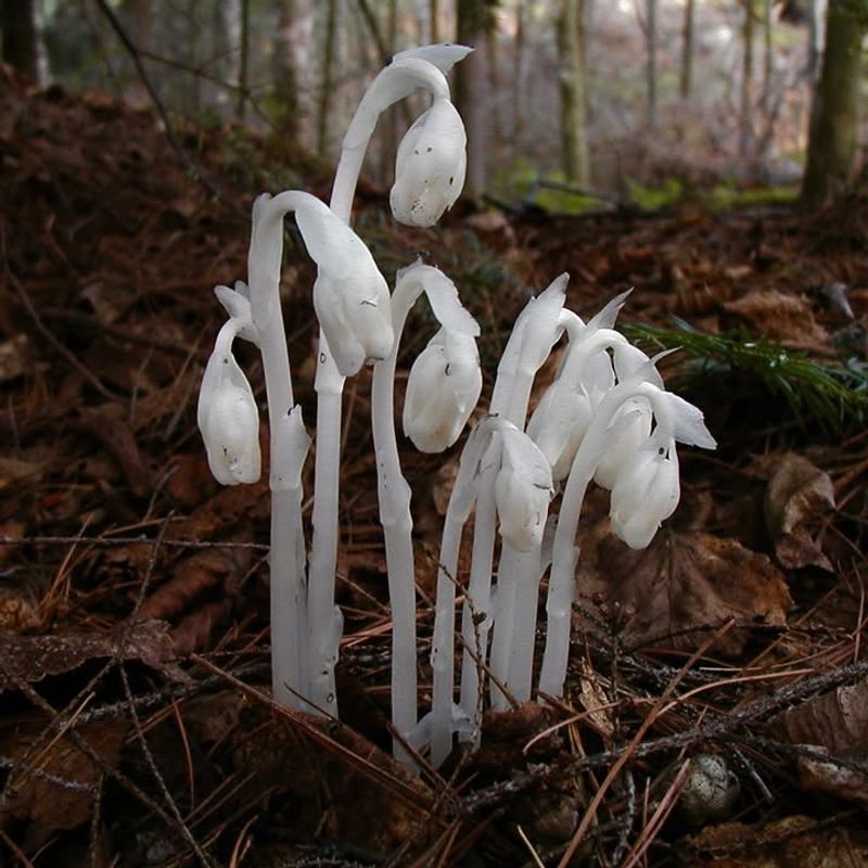 Forest Management Practices Have Improved Soil Health And Biodiversity